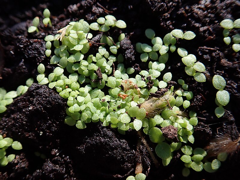 File:Cerastium brachypetalum 2021-10-28 4297.jpg