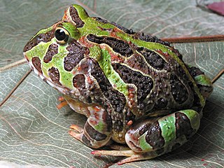 <span class="mw-page-title-main">Pacific horned frog</span> Species of amphibian