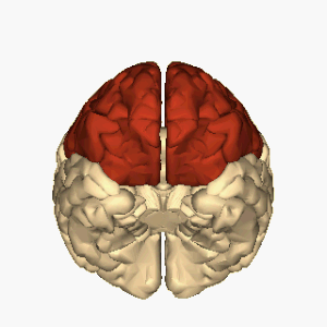 Cerebrum - frontalni režanj - inferiorni prikaz animacije.gif