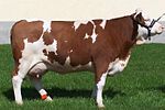 цветное фото красно-пегой коровы.  У нее мускулистая внешность с прямой округлой спиной.  Вымя развито.