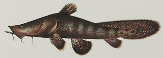 <i>Chaca bankanensis</i> Species of fish