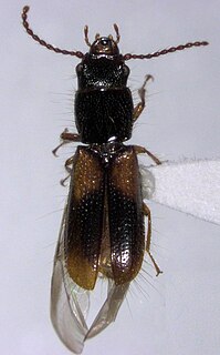 Chaetosomatidae Family of beetles