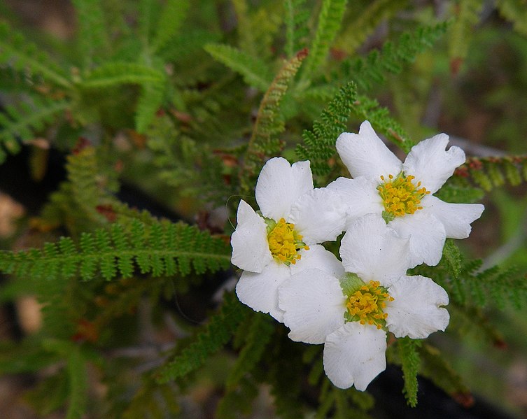 File:Chamaebatia australis (4520413767).jpg