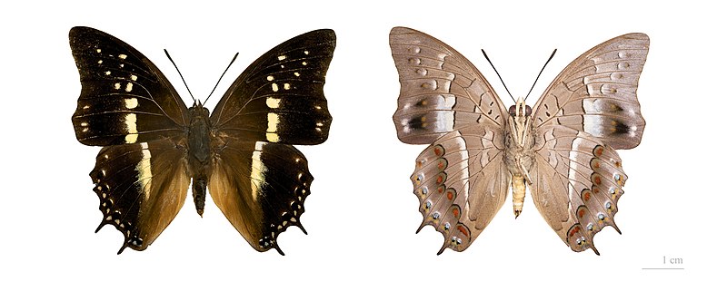 File:Charaxes solon jordani MHNT.jpg