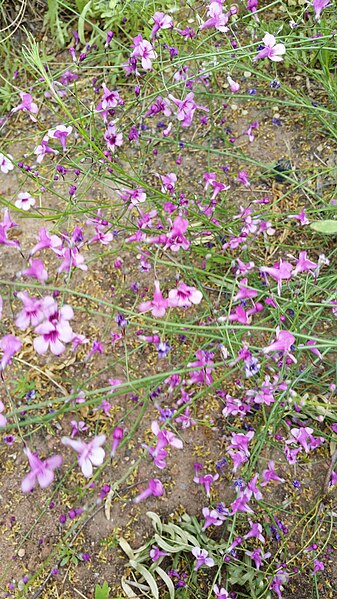 File:Chihuhuan Desert Gardens and flowers at UTEP 2015 01.jpg