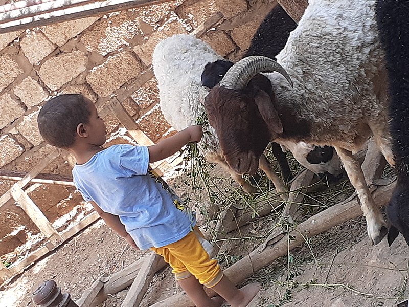 File:Child and sheep.jpg