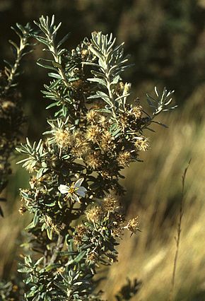 Beskrivelse av Chiliotrichum diffusum.jpg-bildet.