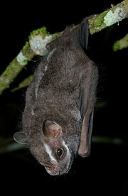 Salvin's big-eyed bat Chiroderma salvini2.jpg