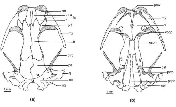 Schedel van een grootvoetige salamander.  (a) - boven, (b) - onder.  fr = frontaal bot, mx = maxillair bot, n = neusbot, nlc = nasolacrimaal kanaal, oc = gehoorkapsel, opl = operculaire plaat, osph = ocellair bot, pa = pariëtaal bot, pat = proces van pariëtaal bot, pmx = premaxilla , prf = prefrontaal, psph = parasphenoid, ptrp = process van pterygoid, q = quadrate, sm = septomaxilla, sq = squamosal, v = vomer, vpop = preorbital process van vomer, pvtp = achterste rij vomer tanden
