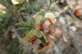 <i>Chorizema aciculare</i> Species of legume