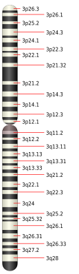 Chromosoom 3.svg