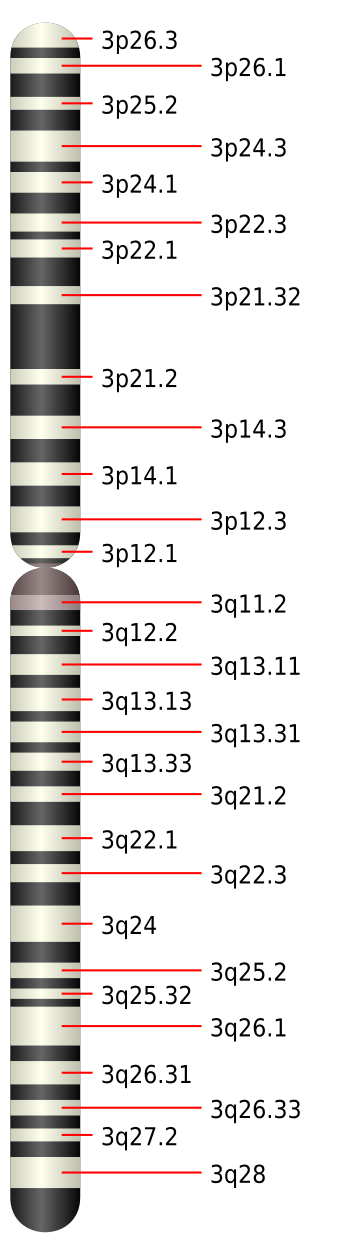 File:Chromosome 3.svg