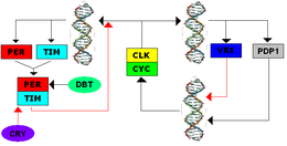 Figure shows the Drosophila melanogaster TTFL and their general interactions between the main players. In this case we can see how CLK and CYC are the positive regulators (yellow and green) and PER and TIM are the negative (red and blue) regulators that each play a role in the circadian clock. Circadian clock of drosophila.PNG