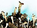 Cladonia cariosa-4.jpg