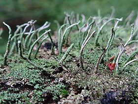 Cladonia glauca a1 (2).JPG