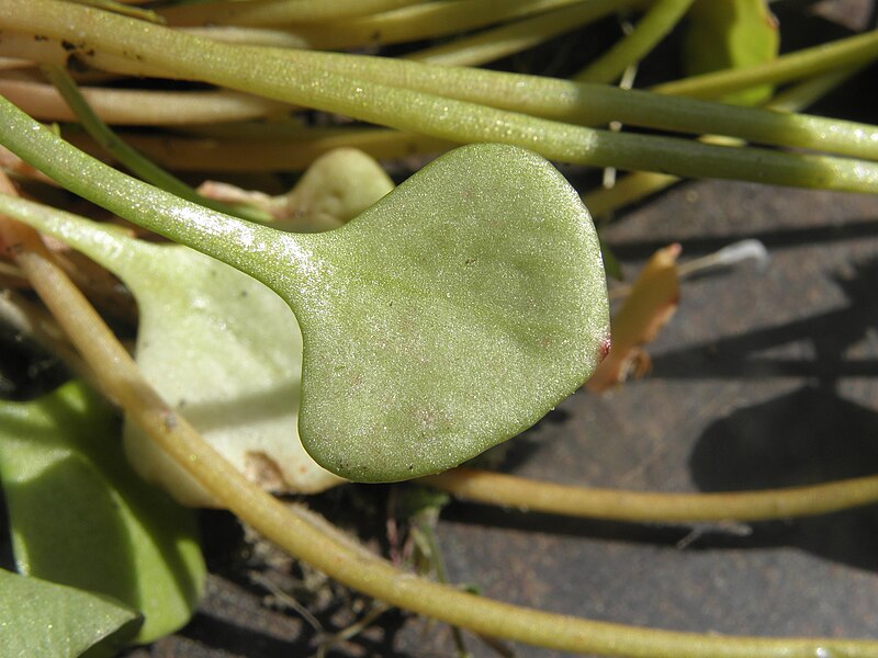 File:Claytonia perfoliata R.H (12).JPG