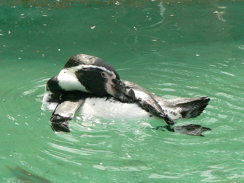 File:Cleaning pinguing,Spheniscus humboldti.JPG