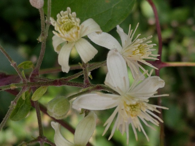 File:Clematis vitalba 166550180.jpg