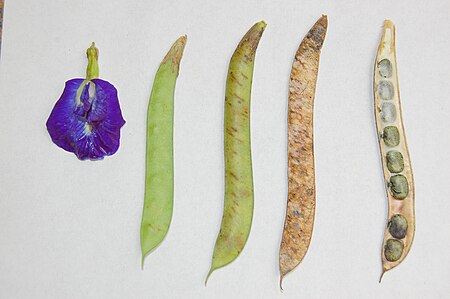 Fail:Clitoria_ternatea_beans.jpg