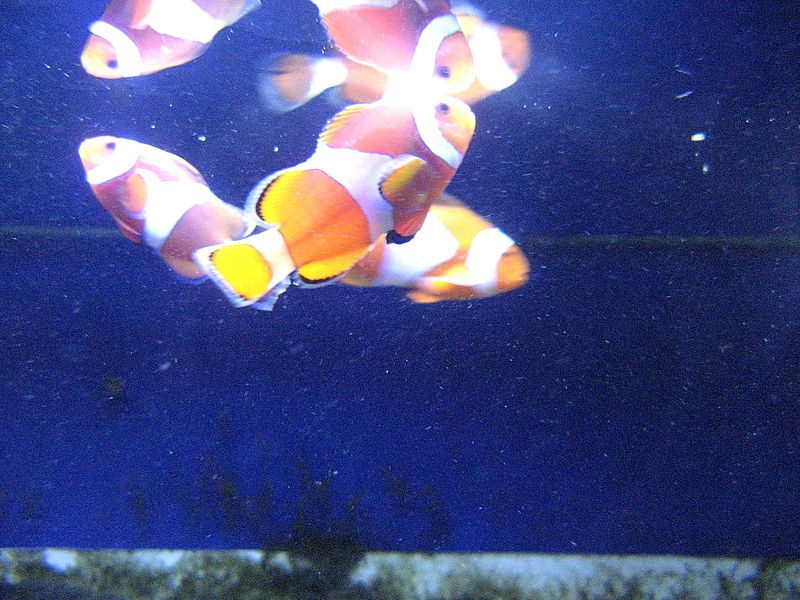 Clown fishes (1).jpg