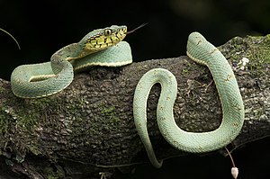 Cobra-papagaio - Bothrops bilineatus - Ilhéus - Bahia.jpg