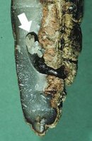 Eggs (arrow) in a date stone
Larva Coccotrypes dactyliperda 2.jpg