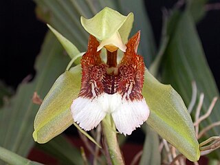 <i>Coelogyne speciosa</i> Species of orchid