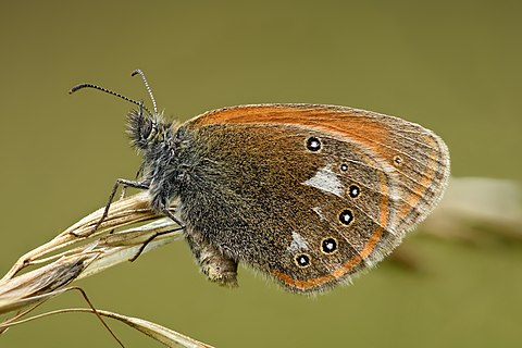 Female chestnut heath