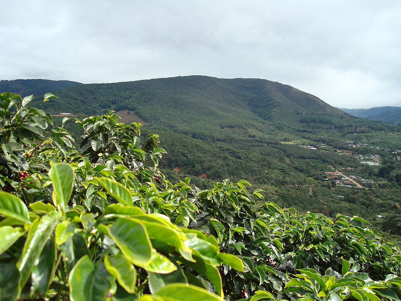 File:Coffee-farm-san-marcos-tarrazu-costa-rica.jpg ...