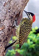 aves De Argentina