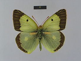 Самец подвида Colias chlorocoma aladagensis