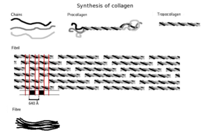 Collagen Types Chart