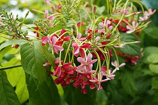 <i>Combretum indicum</i> species of plant