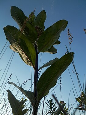 Milkweed (Asclepias sp.)