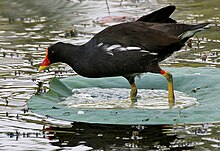 Common moorhen