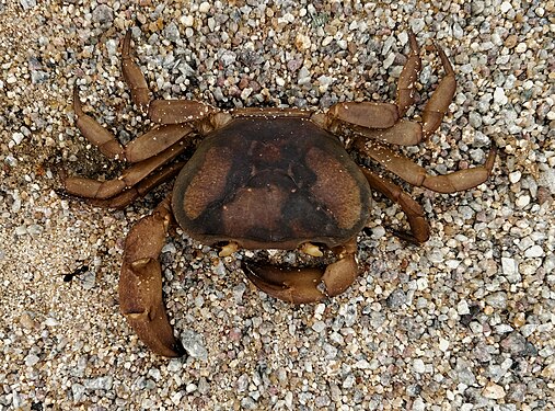 A dead Common Mud Crab being consumed by Carpenter Ants, Telangana, India