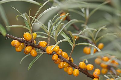 Sea buckthorn перевод. Sea Buckthorn облепиха что это. Облепиха крушиновидная. Облепиха крушиновидная листья. Облепиха крушиновидная сок.