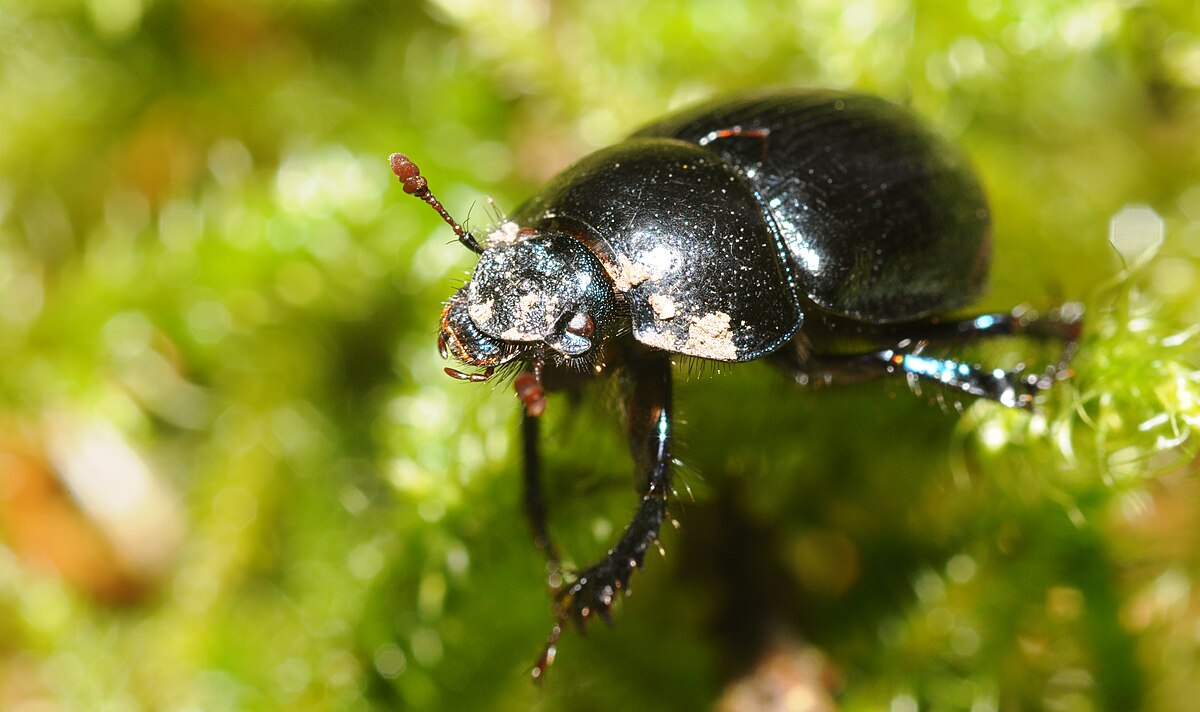 Coleoptera Biquipedia A Enciclopedia Libre