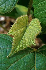 Concord grape plant.jpg