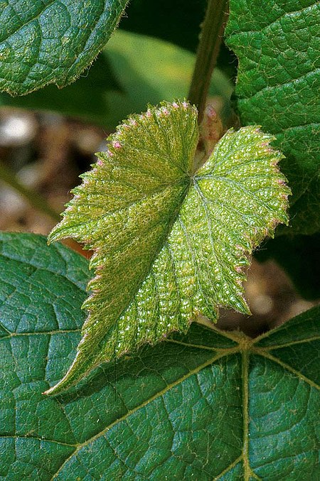 Tập tin:Concord grape plant.jpg