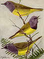 Connecticut Warbler  (Oporornis agilis, cat. ), Mourning Warbler  (Geothlypis philadelphia, cat. ), MacGillivray's Warbler  (Geothlypis tolmiei, cat. )