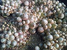 A dense bed of individual Conophytum burgeri plants, propagated from seed. Conophytum burgeri - RSA 5.jpg