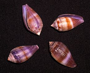 Beskrivelse av Conus glans.shell001.jpg-bildet.
