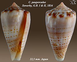 Conus pauperculus