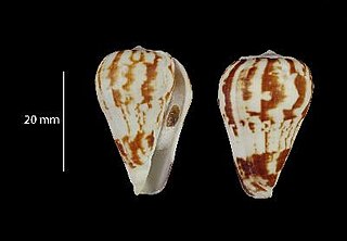 <i>Conus petuchi</i> species of Gastropoda