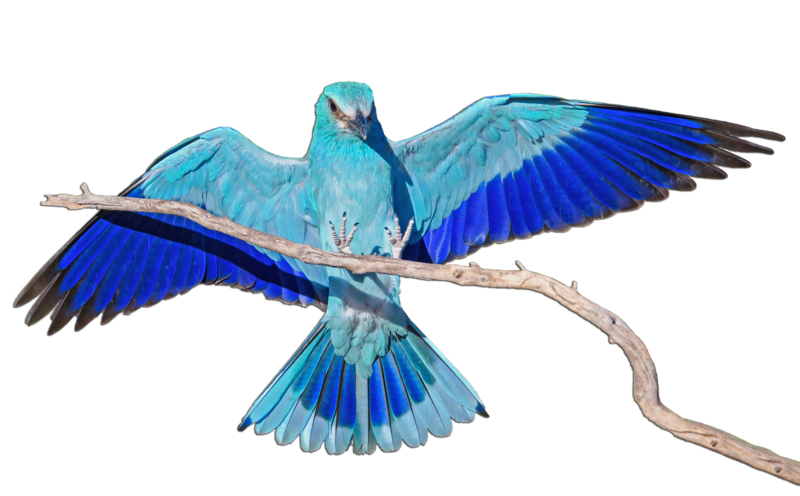 File:Coracias-garrulus-162.png