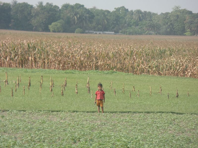 File:Corn flaowar fields area 1 child can standing up and see sonmthing.,,,, In Bhadaliya, Kustia. Bangladesh.jpg