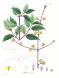 Miniatura para Cornus officinalis