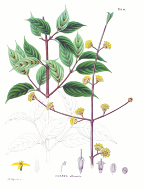 Описание изображения Cornus officinalis SZ50.png.