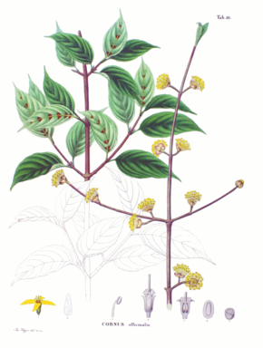 Beschreibung des Bildes Cornus officinalis SZ50.png.